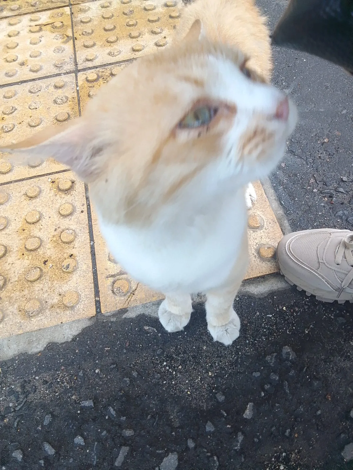 Найдена кошка в Подольске — фото питомца