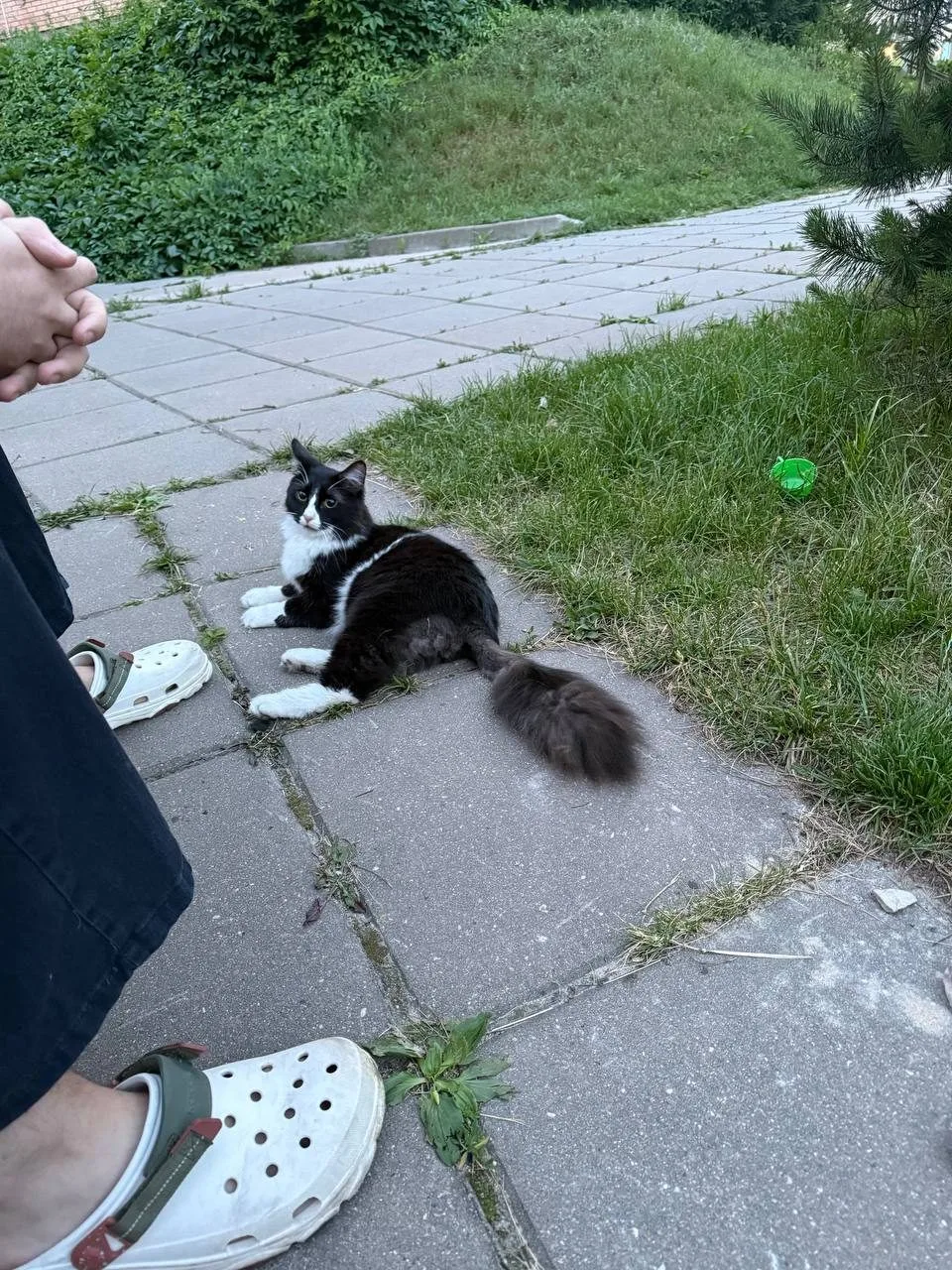 Найдена кошка в Красногорске — фото питомца