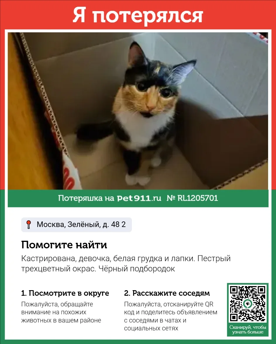Найдена кошка в Москве — фото питомца