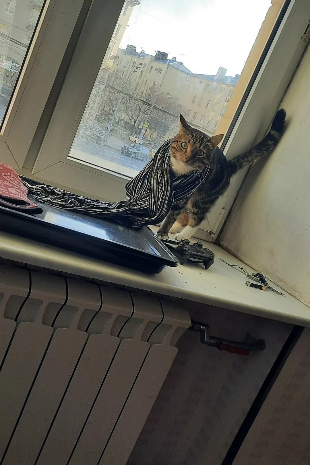 Найдена кошка в Зеленограде — фото питомца