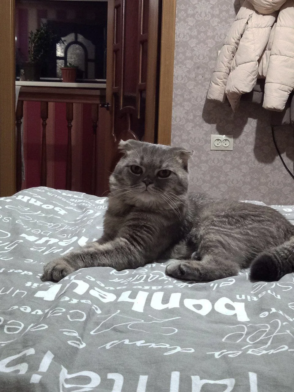 Пропала кошка в Омске — фото питомца