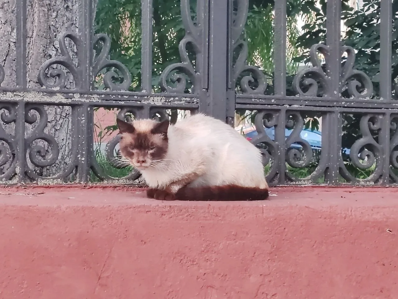 Найдена кошка в Курске — фото питомца