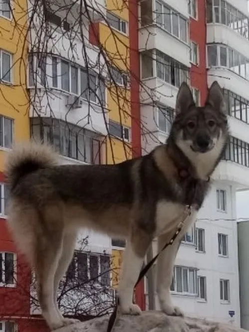 Найдена собака в Перми — фото питомца