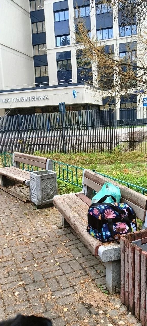 Найдена собака в Зеленограде — фото питомца