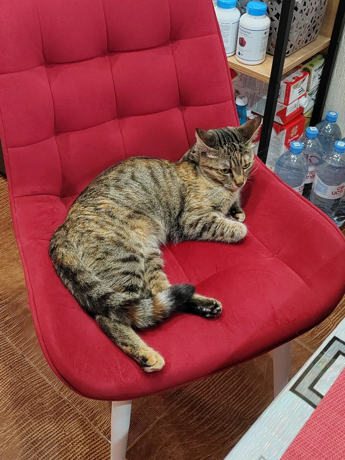Найдена кошка в Сургуте — фото питомца