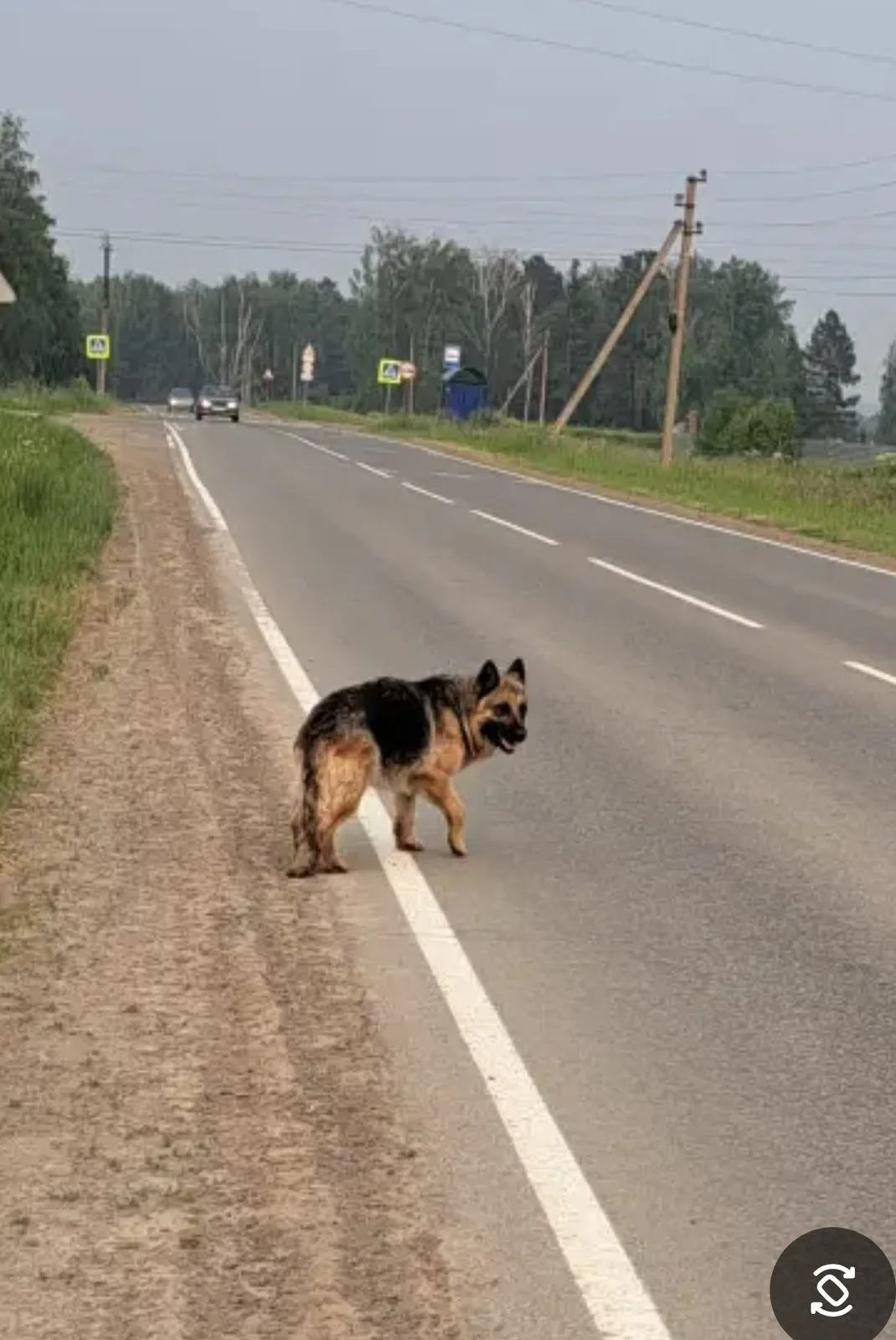 Найдена собака в Томске — фото питомца
