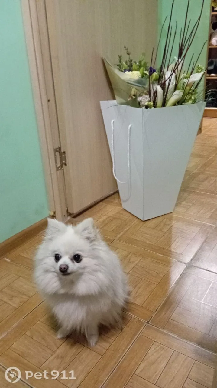 Пропала собака в Видном — фото питомца