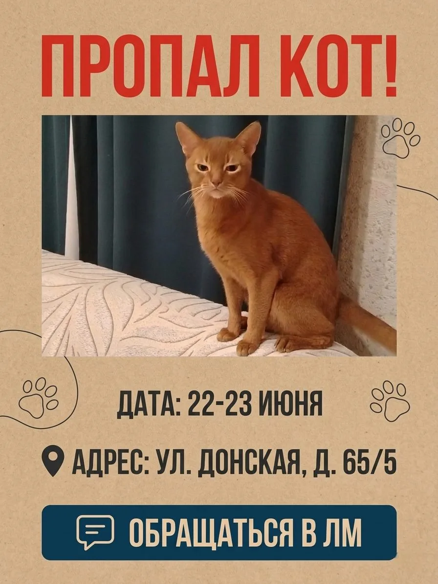 Пропала кошка в Ростове-на-Дону — фото питомца