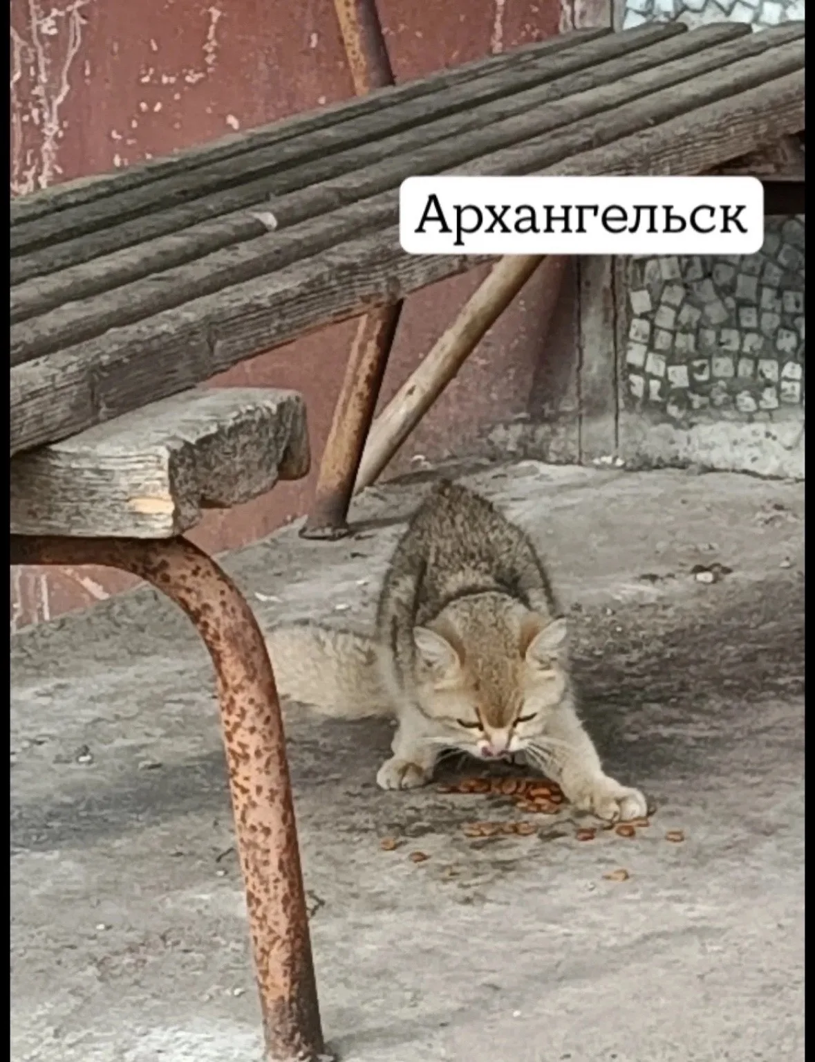 Найдена собака в Архангельске — фото питомца