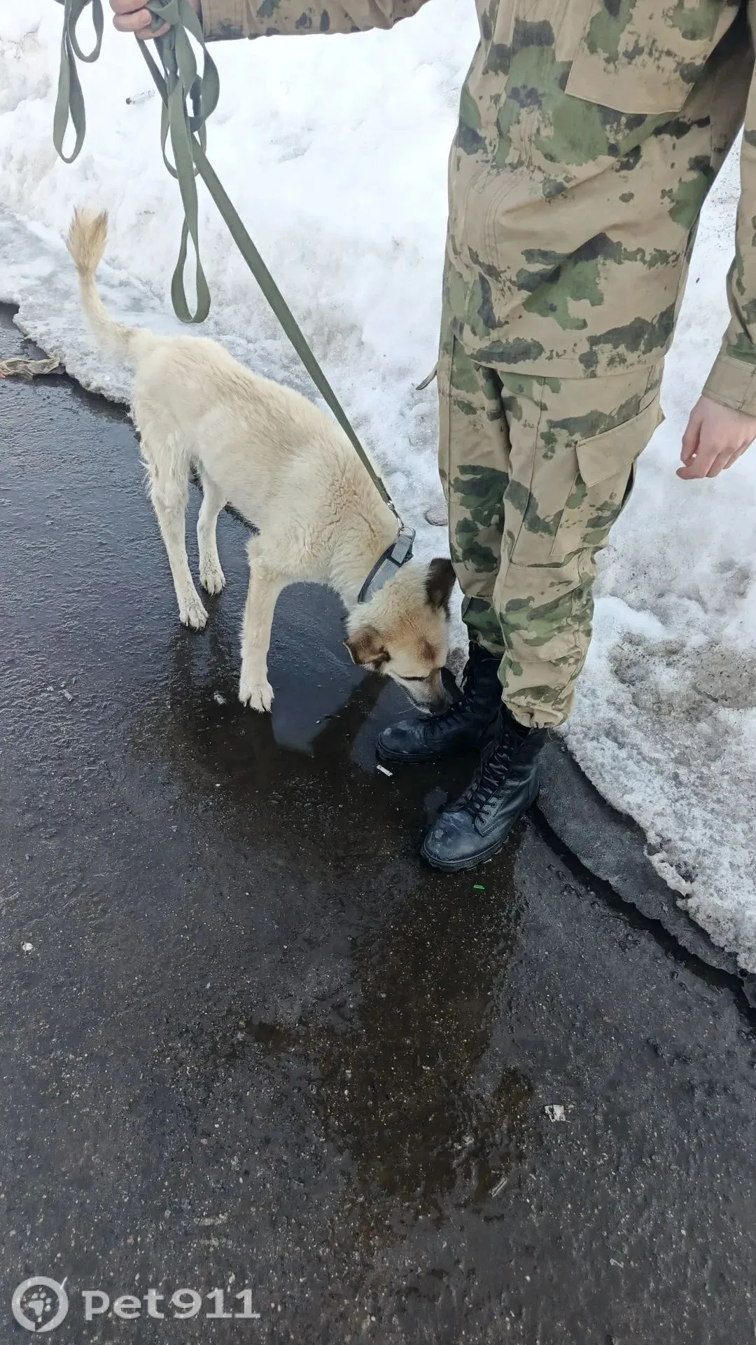 Пропала собака в Видном — фото питомца