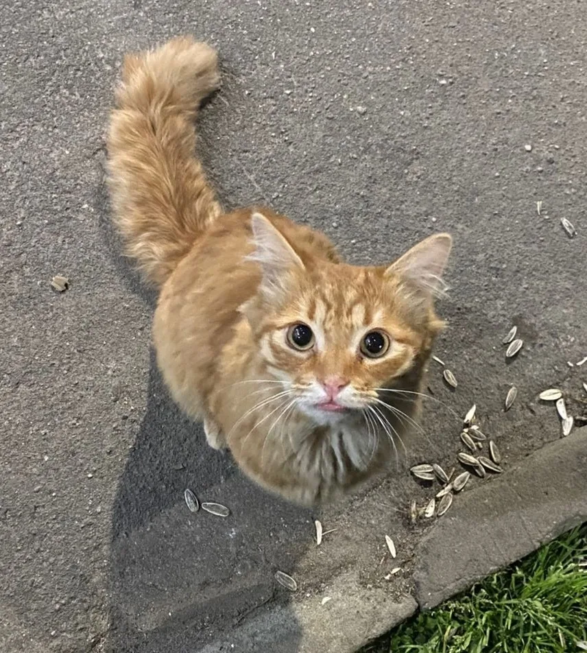 Найдена кошка в Чехове — фото питомца