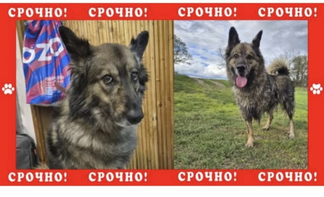 Найдена собака в Ступине — фото питомца