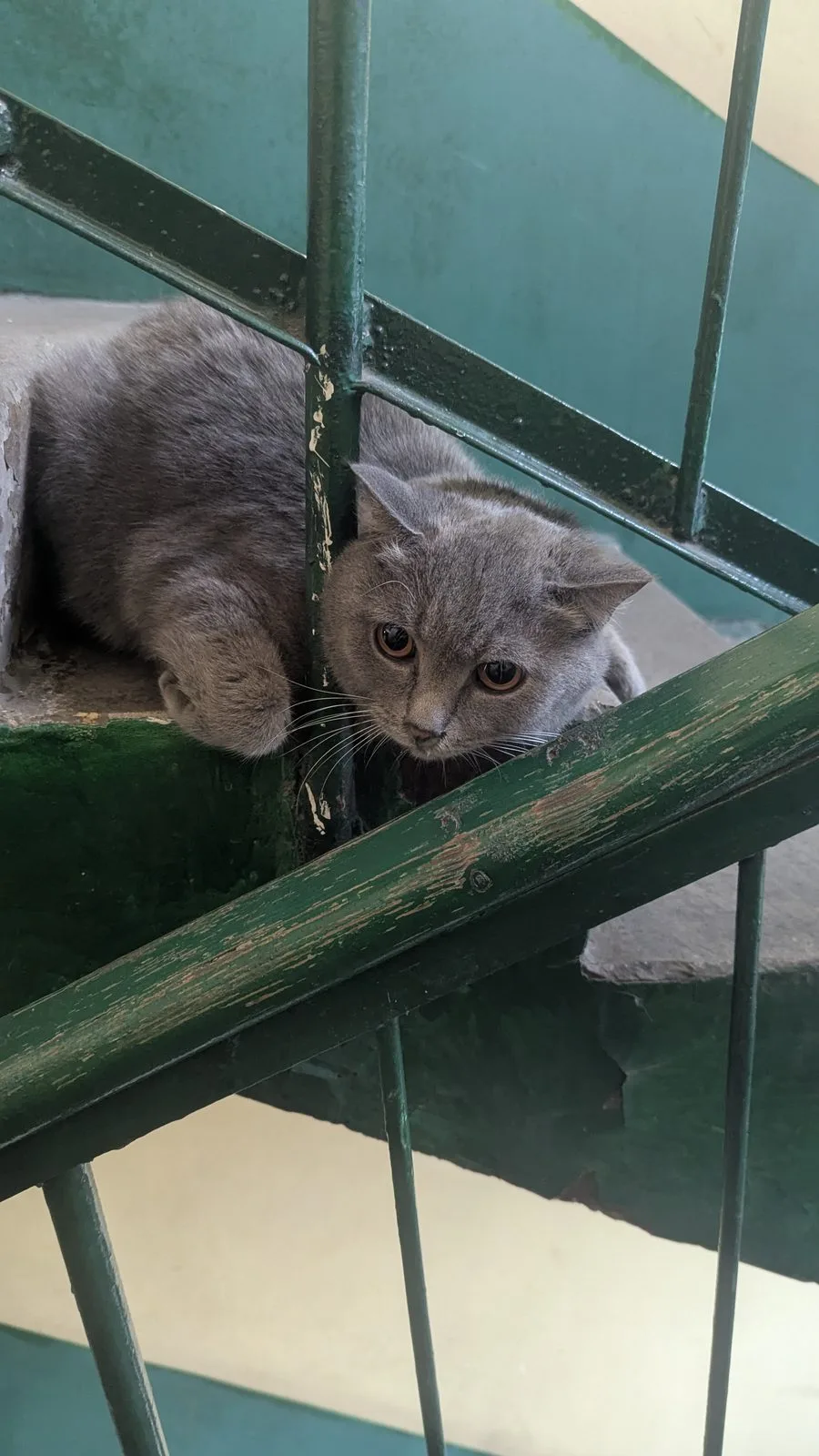 Найдена кошка в Новокузнецке — фото питомца