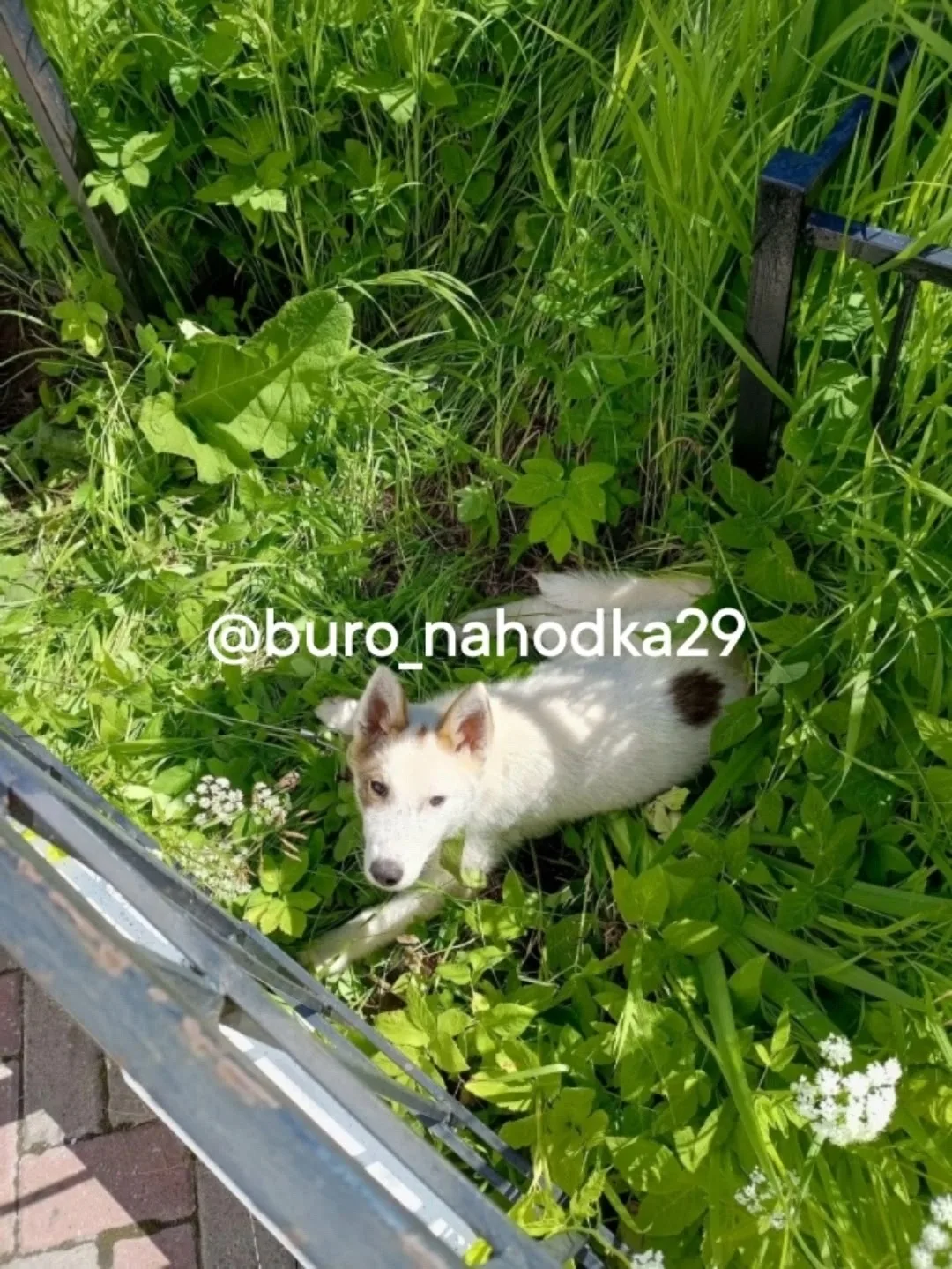 Найдена собака в Архангельске — фото питомца