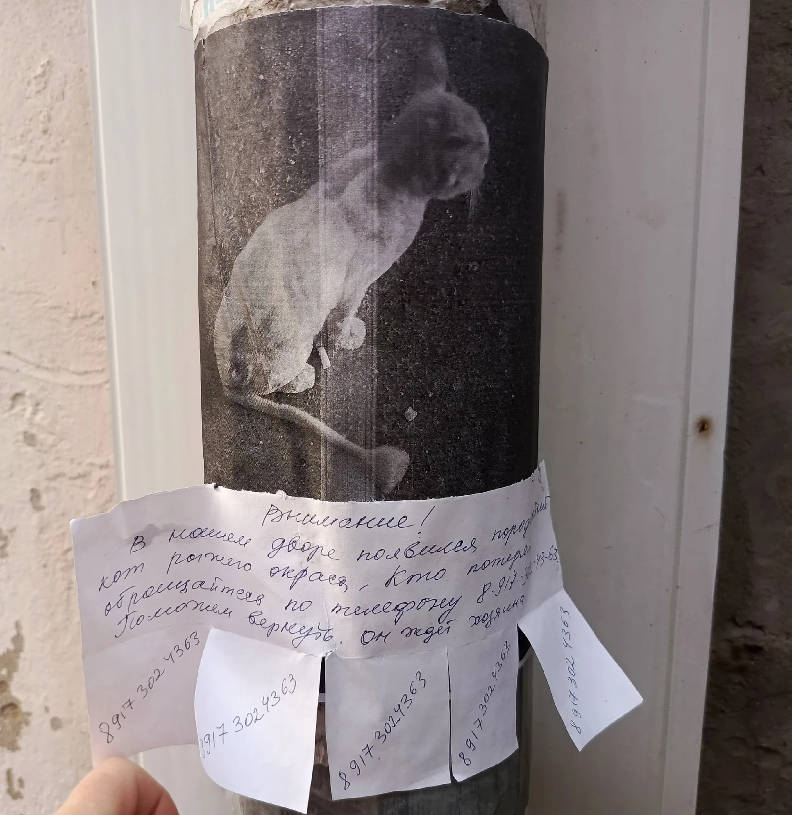 Найдена кошка в Энгельсе — фото питомца