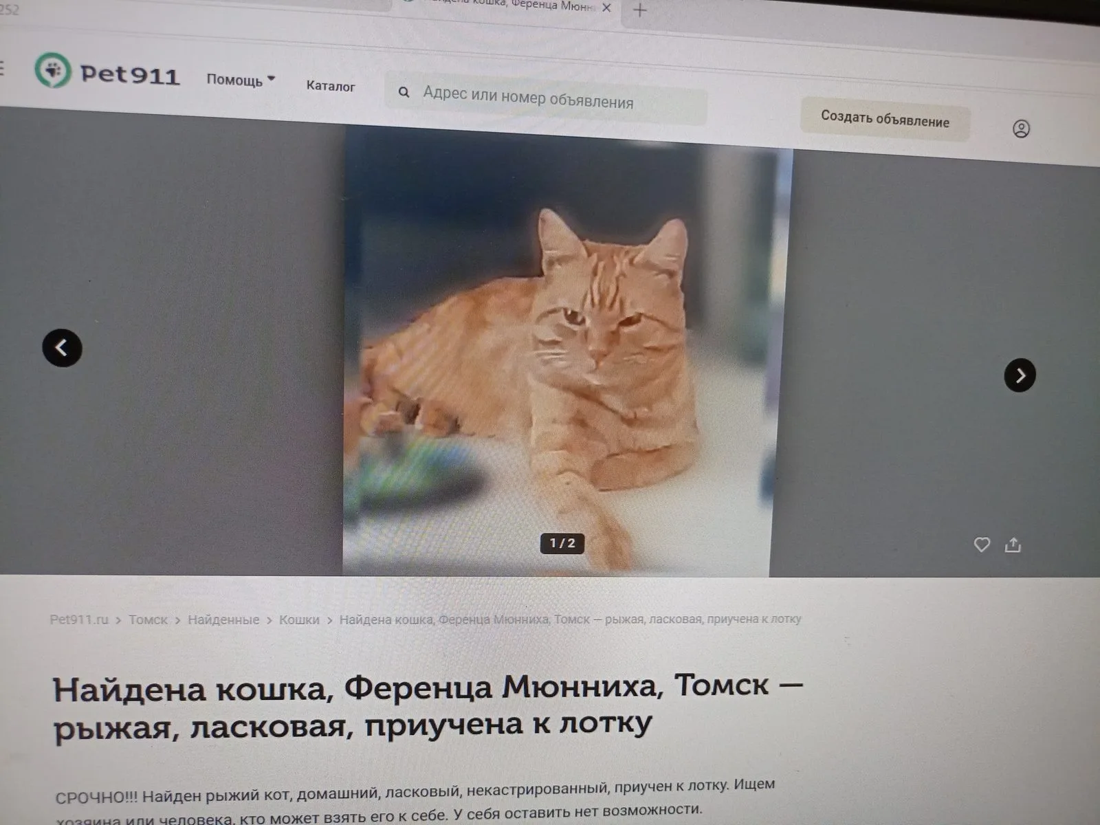 Пропала кошка в Томске — фото питомца
