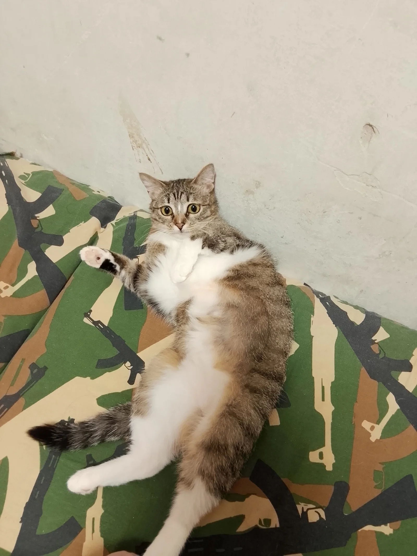 Найдена кошка в Ухте — фото питомца
