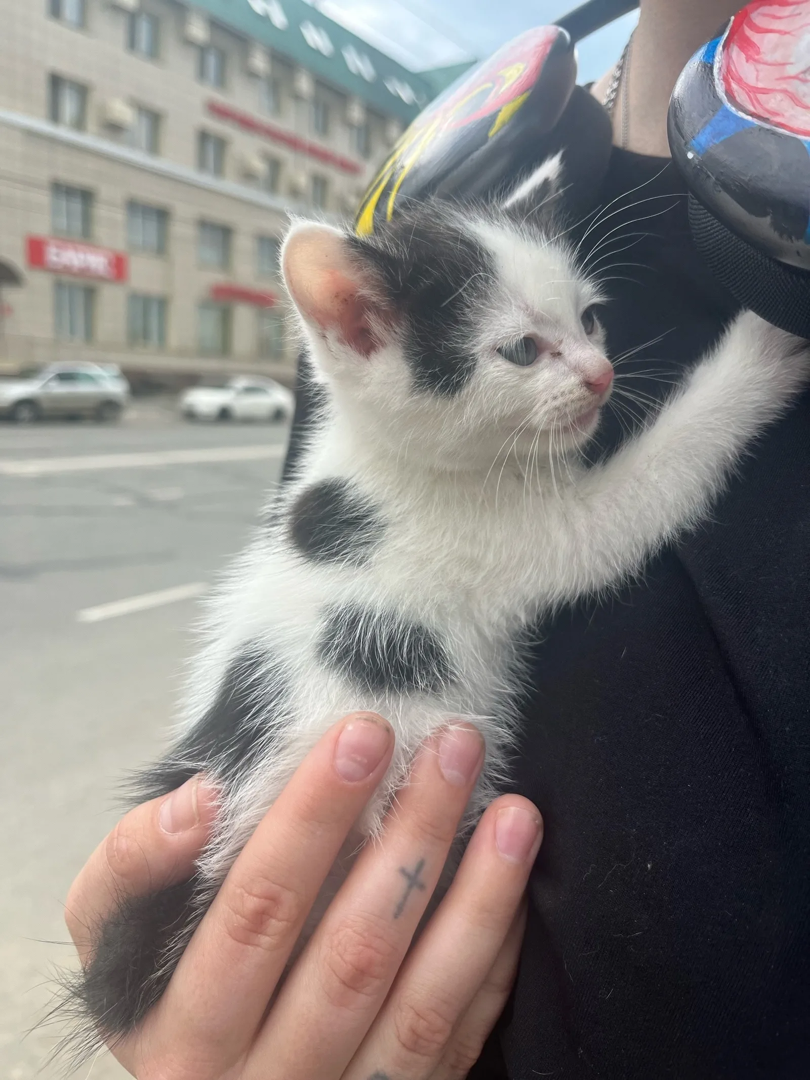 Найдена кошка в Чите — фото питомца