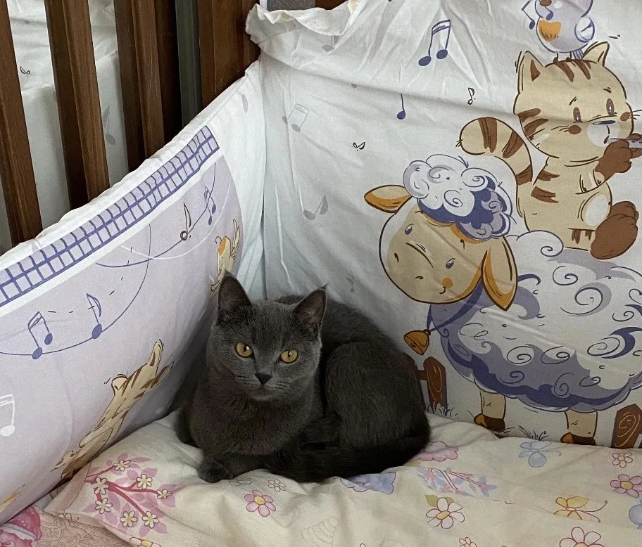 Пропала кошка в Москве — фото питомца
