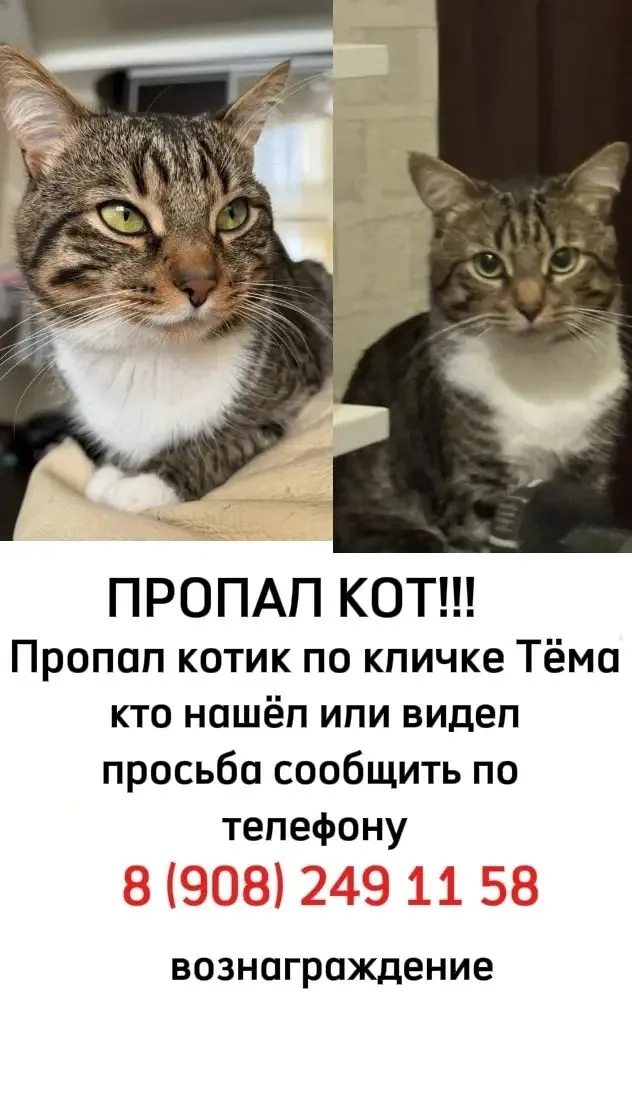 Пропала кошка в Перми — фото питомца