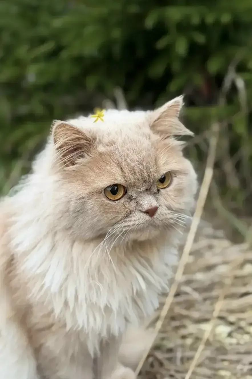 Найдена кошка в Майкопе — фото питомца
