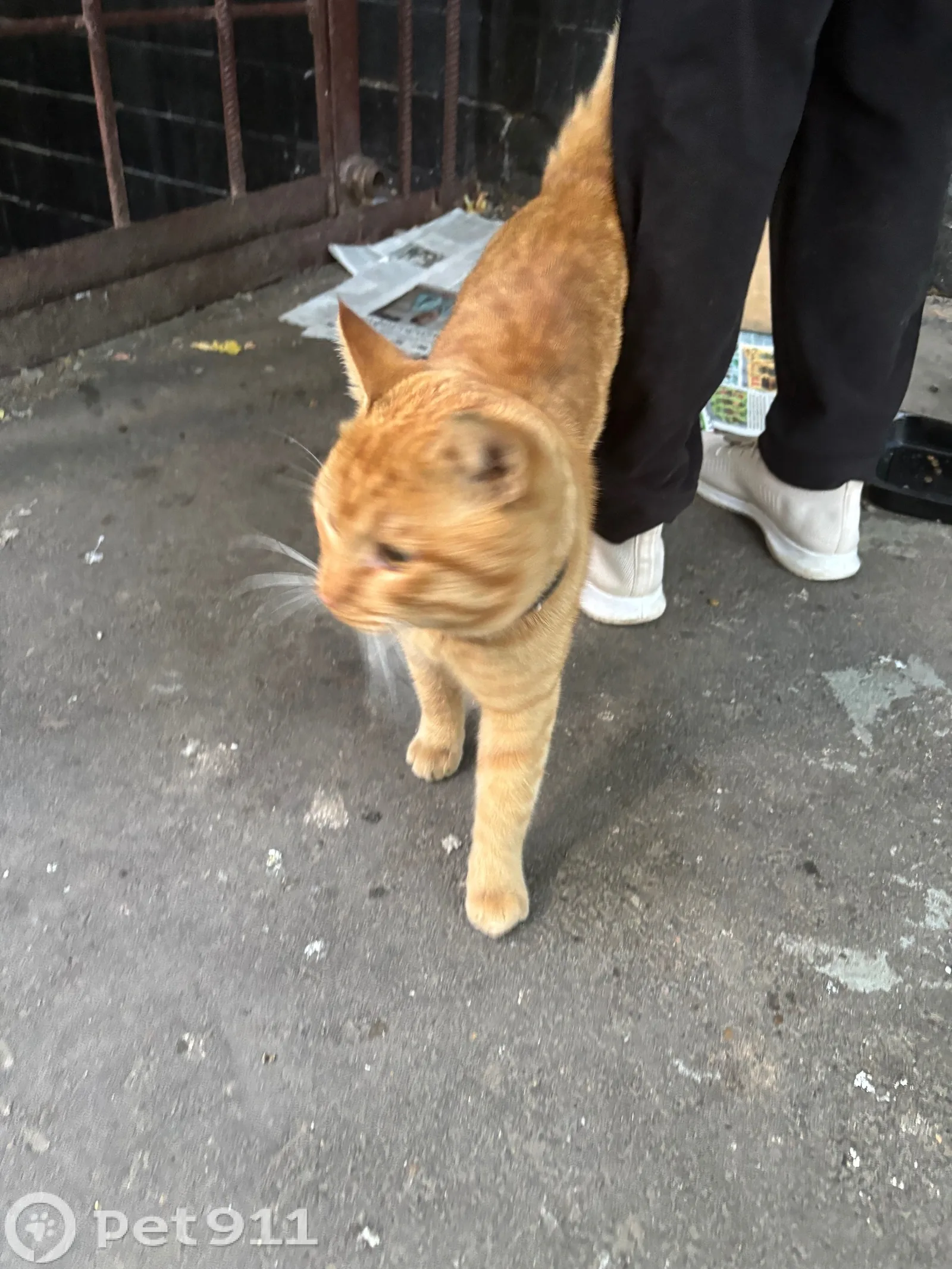 Найдена кошка в Майкопе — фото питомца
