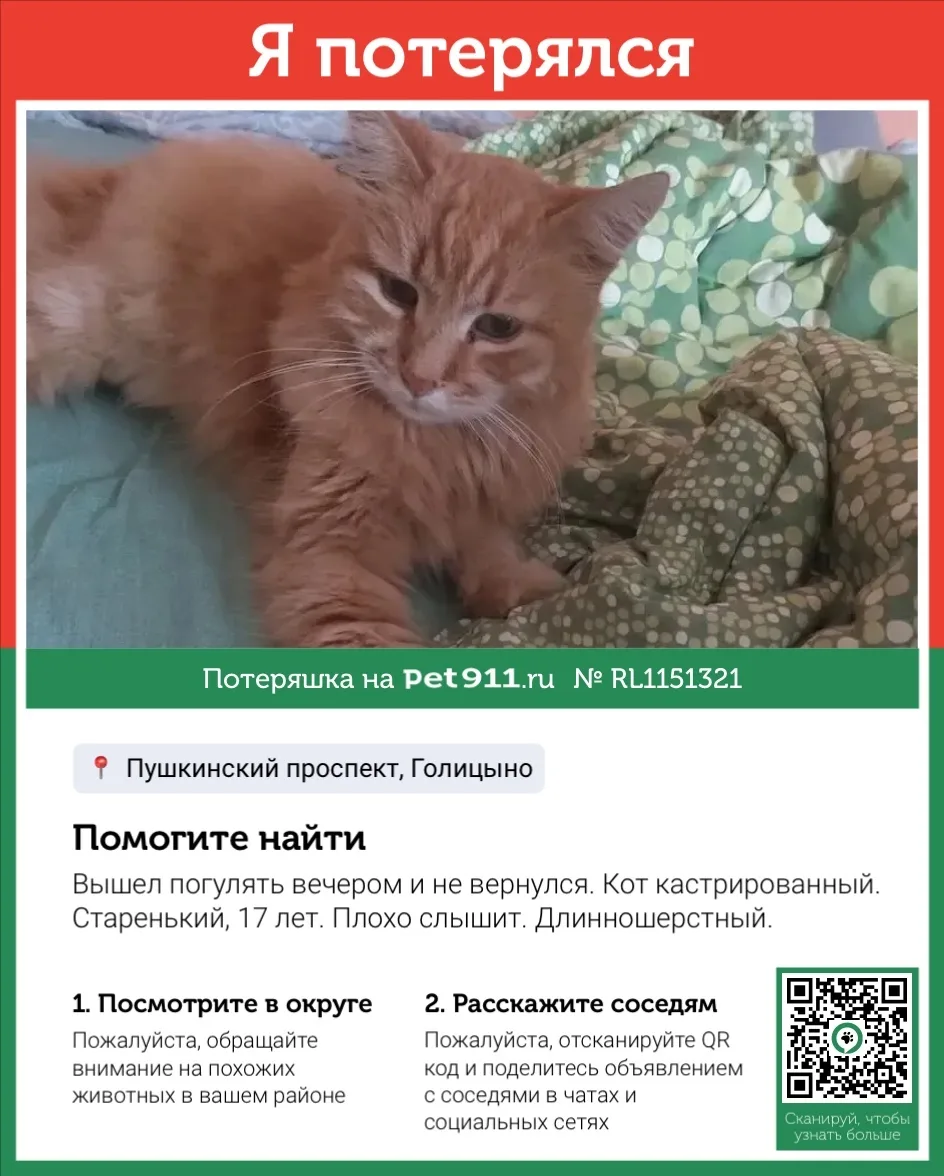 Пропала кошка в Видном — фото питомца