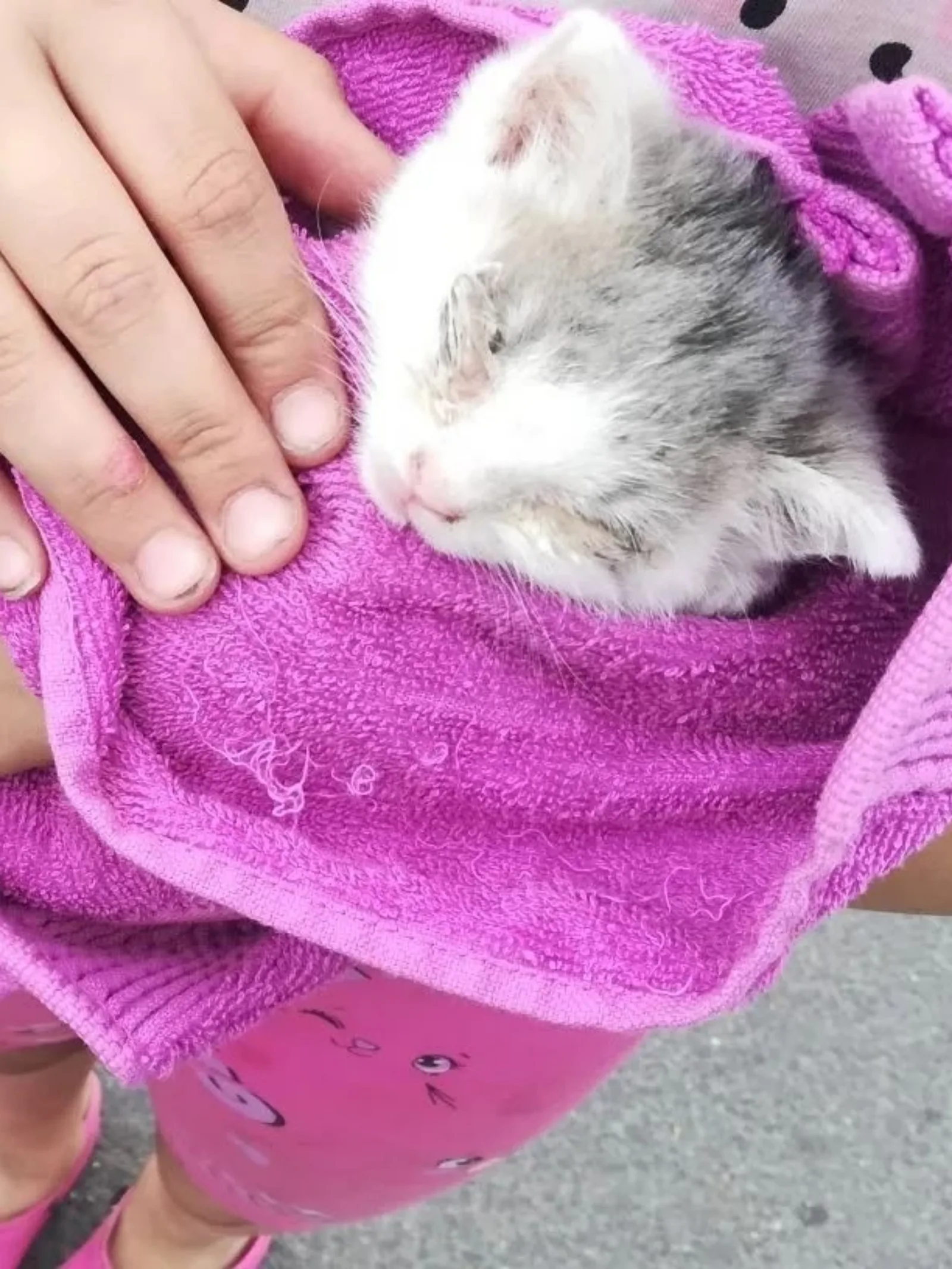Найдена собака в Курске — фото питомца