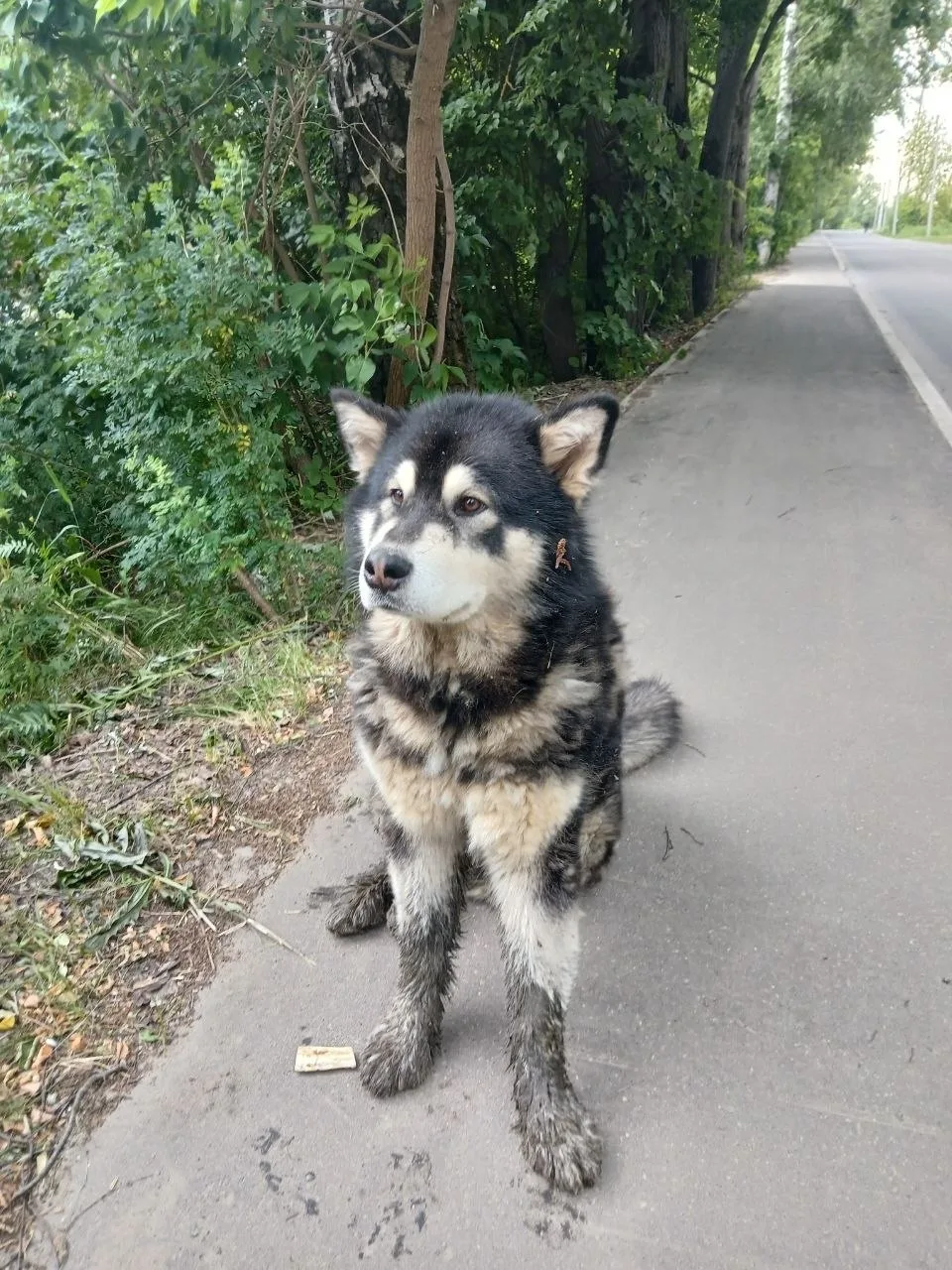 Найдена собака в Раменском — фото питомца
