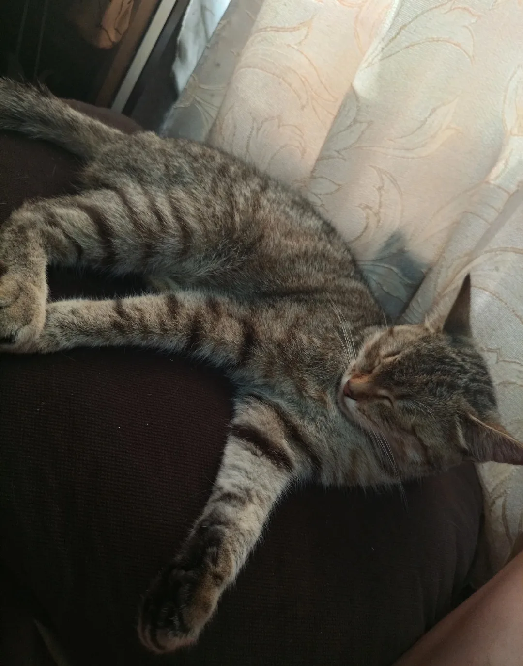 Найдена кошка в Кургане — фото питомца