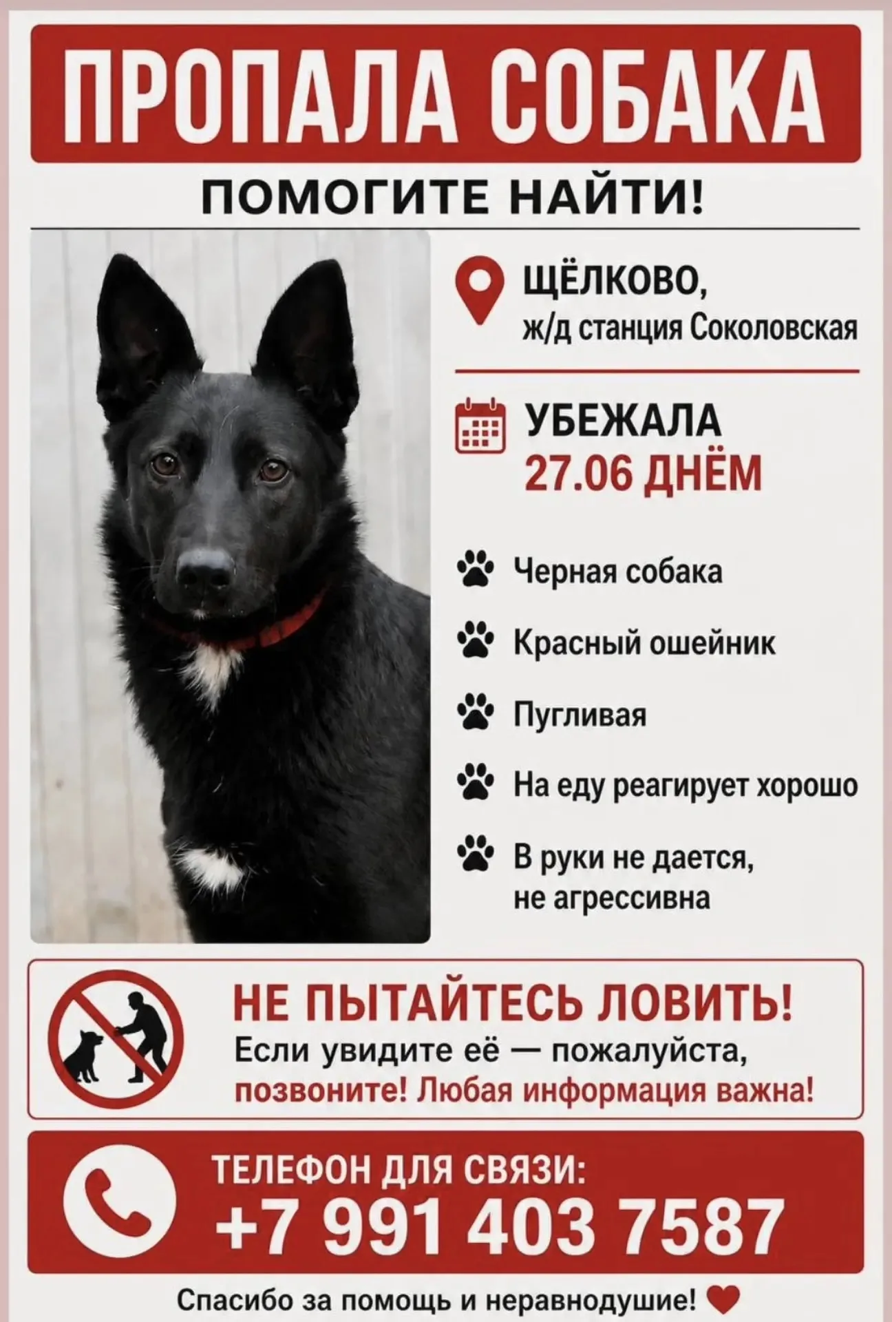 Найдена собака в Мытищах — фото питомца