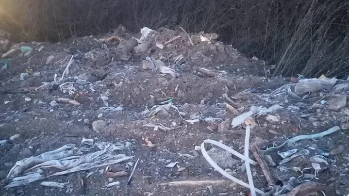 Найдена собака в Ногинске — фото питомца