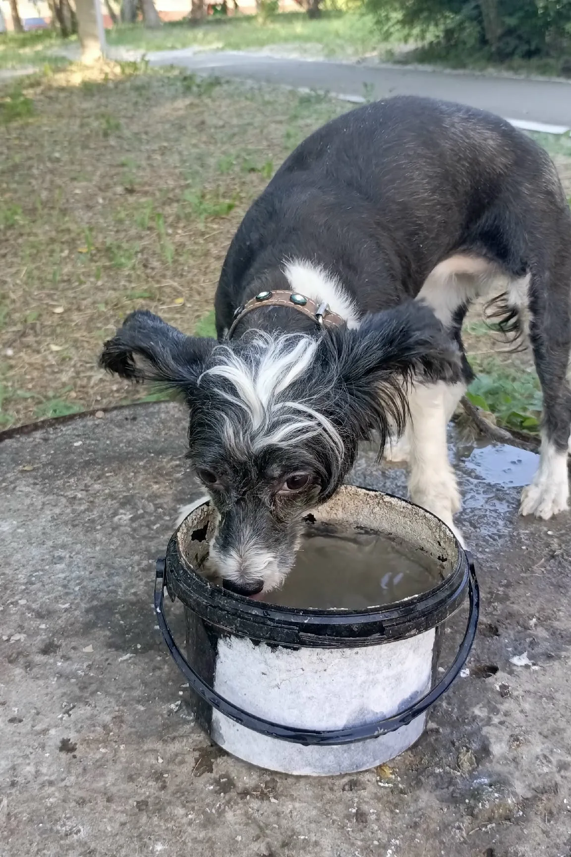 Найдена собака в Бердске — фото питомца