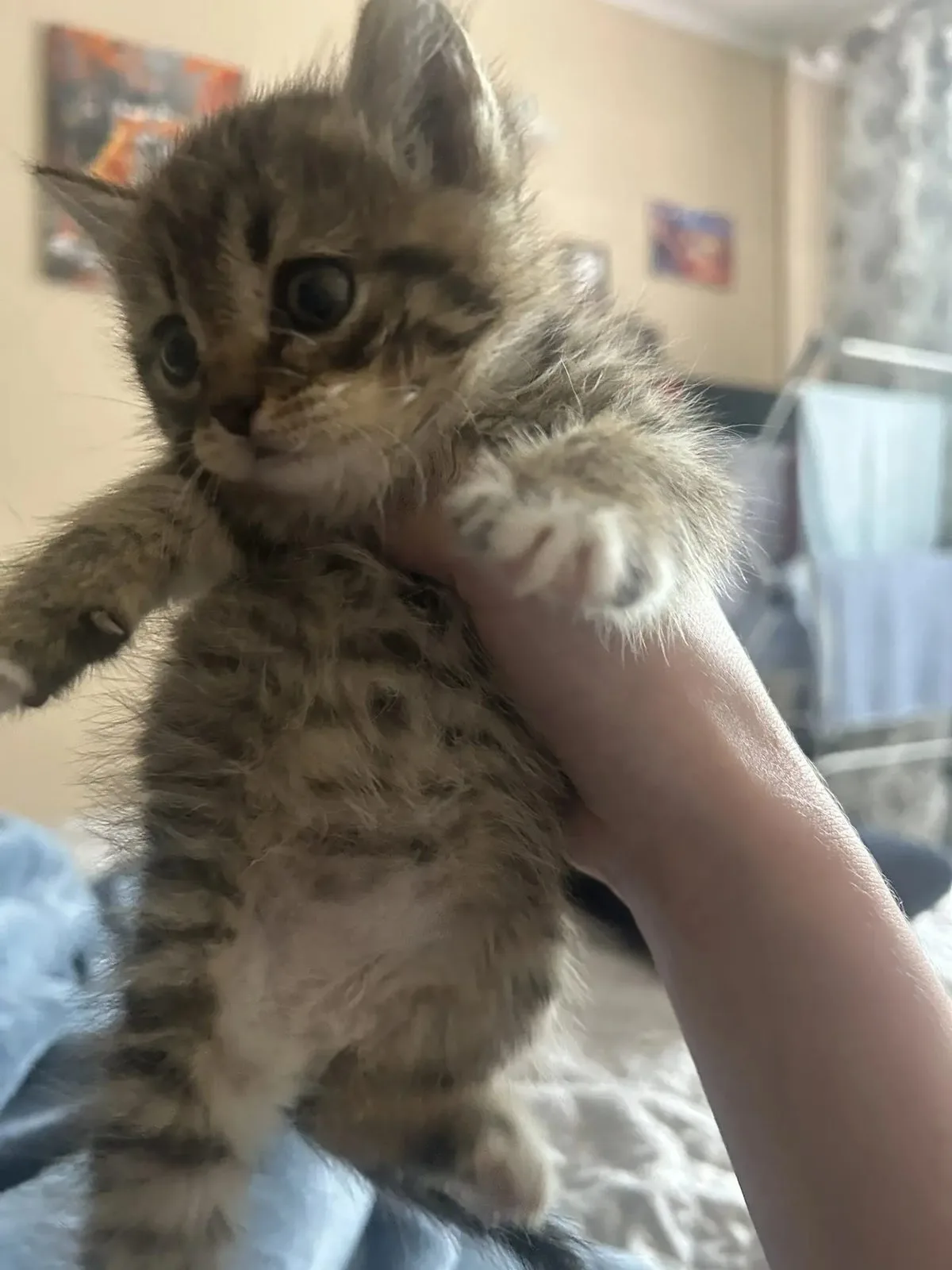 Найдена кошка в Чите — фото питомца