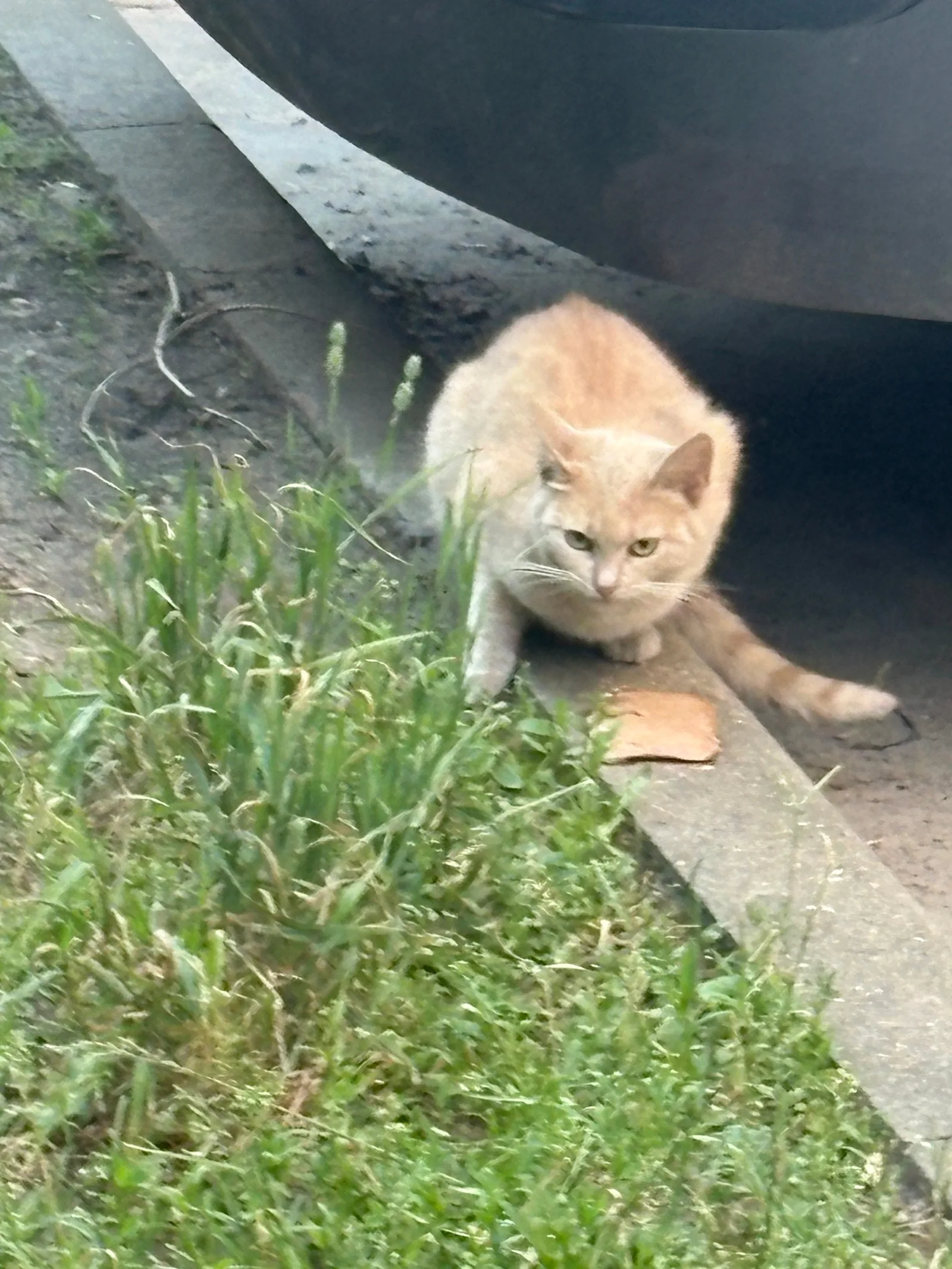 Найдена кошка в Раменском — фото питомца