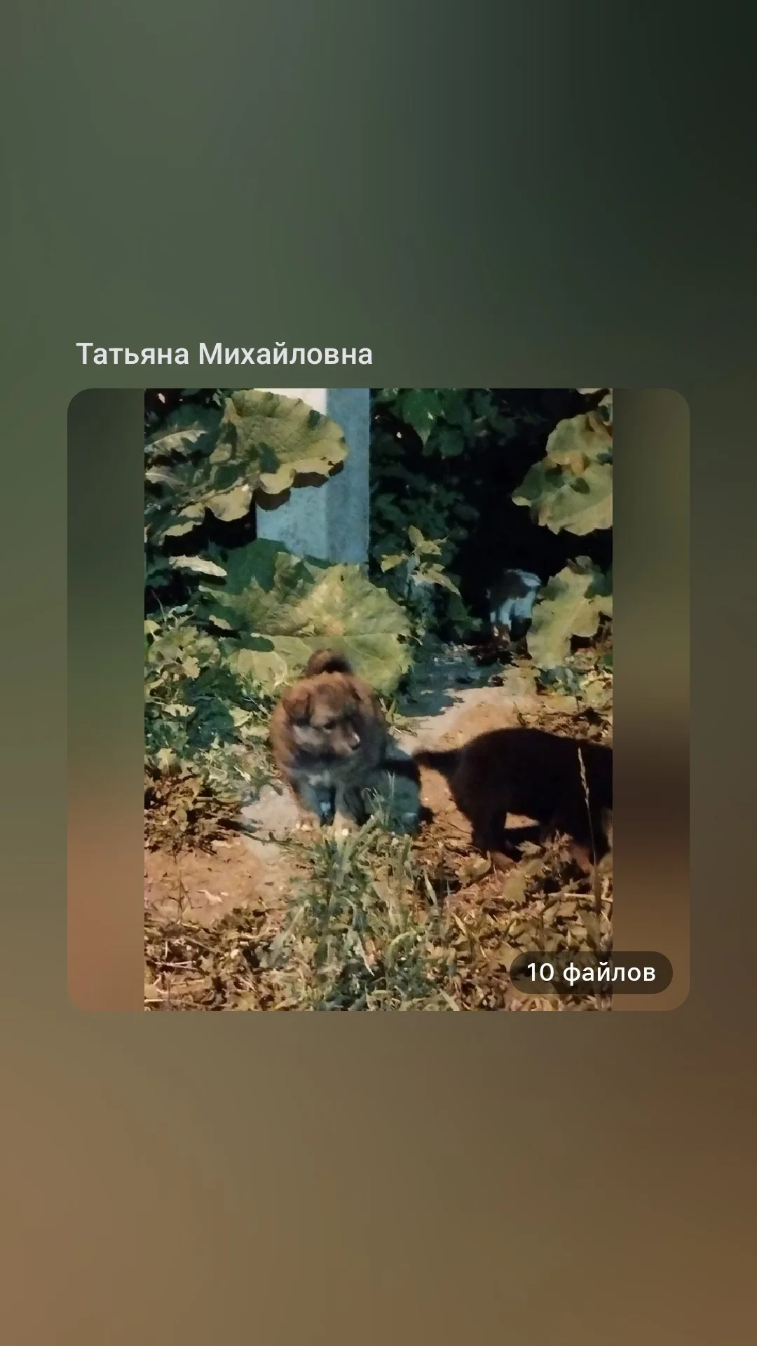 Найдена собака в Омске — фото питомца