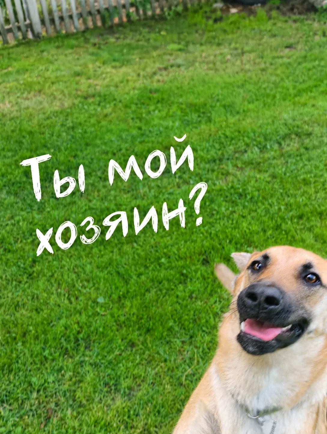 Найдена собака в Обнинске — фото питомца