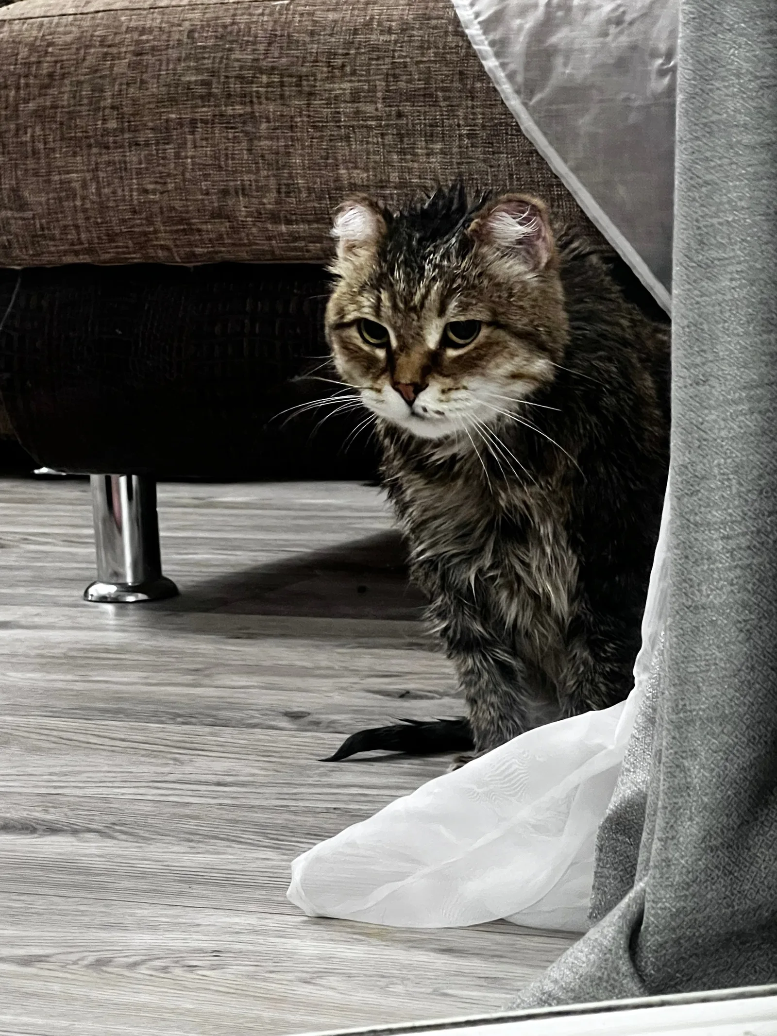 Найдена кошка в Сургуте — фото питомца