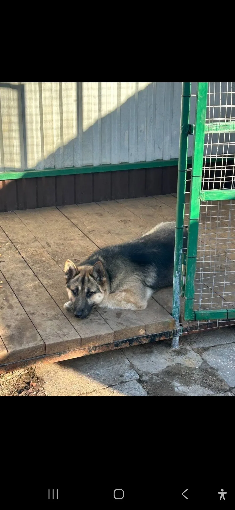 Пропала собака в Мытищах — фото питомца