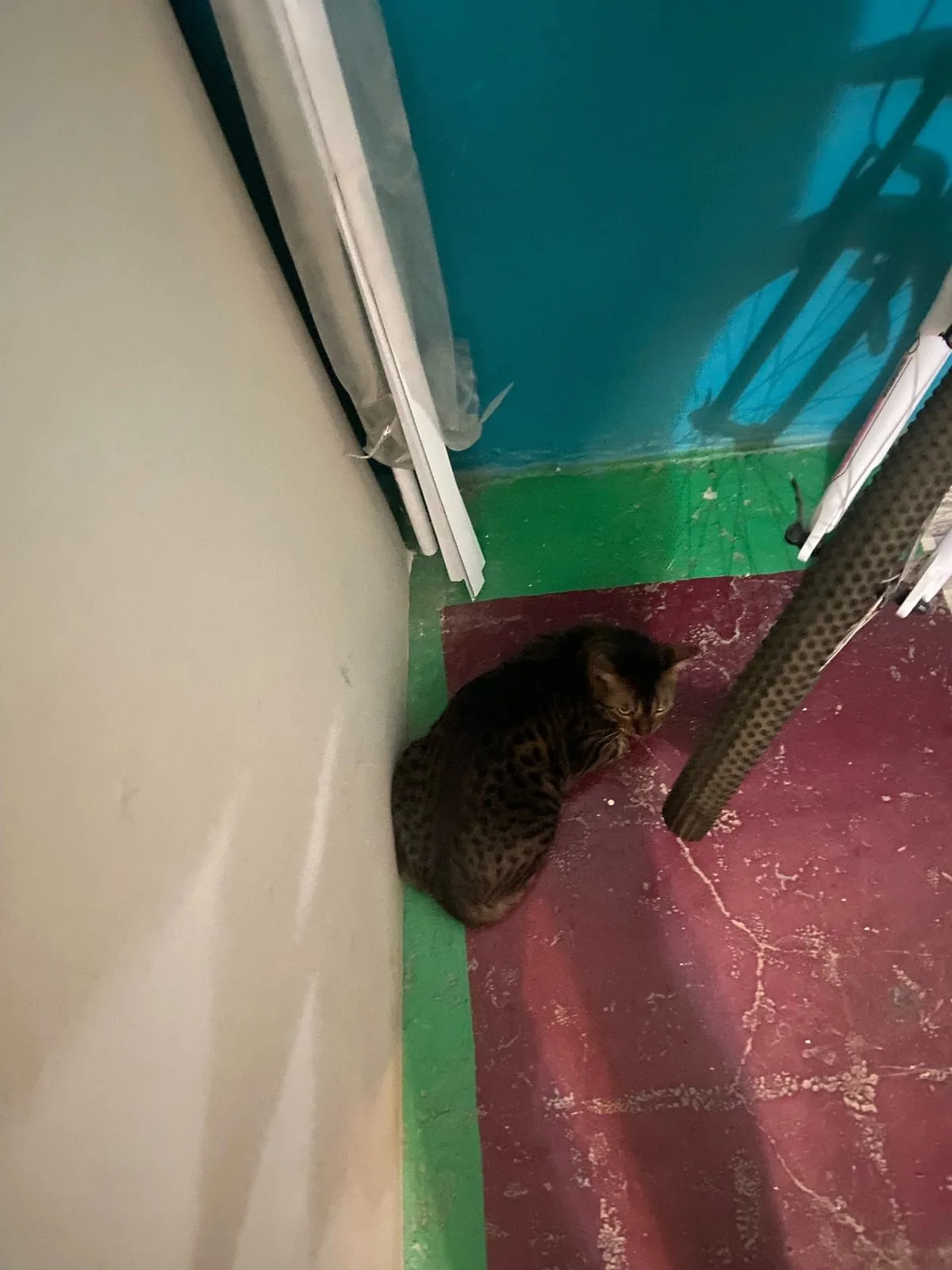 Найдена кошка в Жуковском — фото питомца