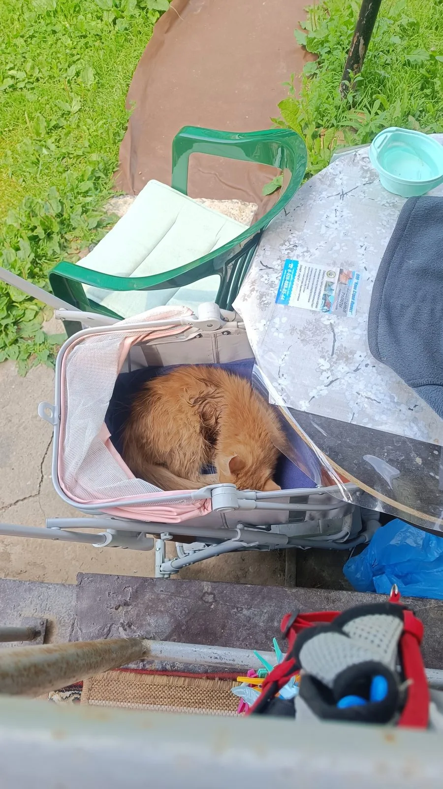 Найдена кошка в Домодедове — фото питомца