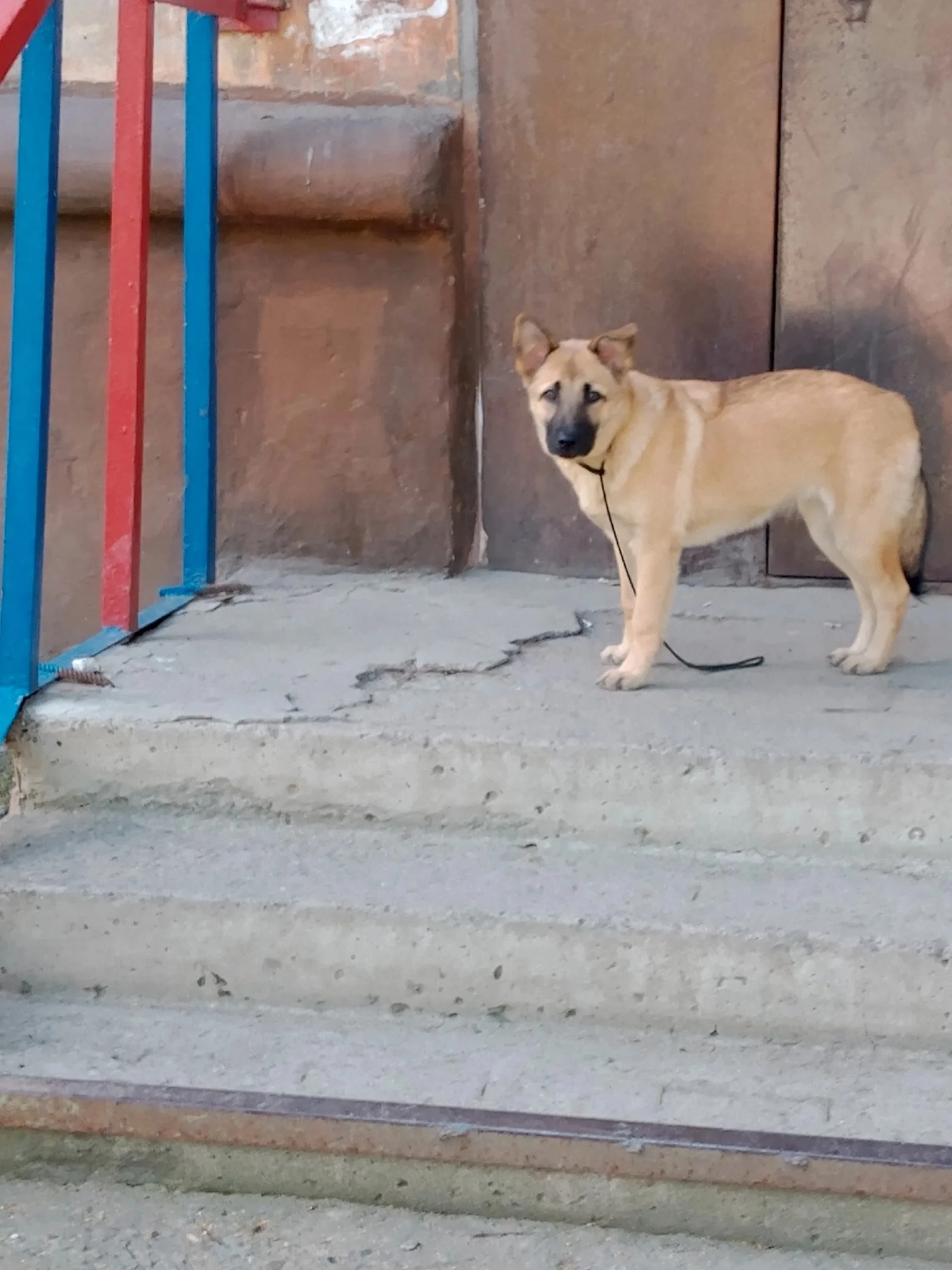 Объявление о питомце в Нижнем Тагиле — фото питомца
