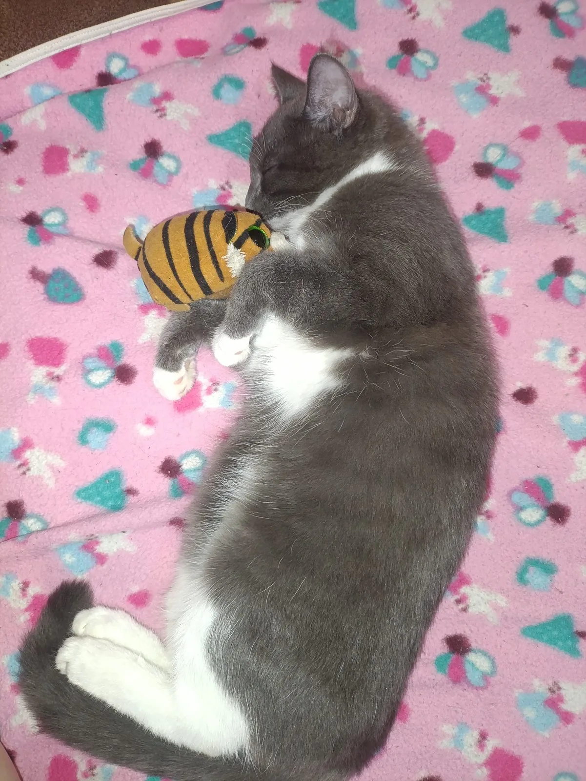 Пропала кошка в Иркутске — фото питомца