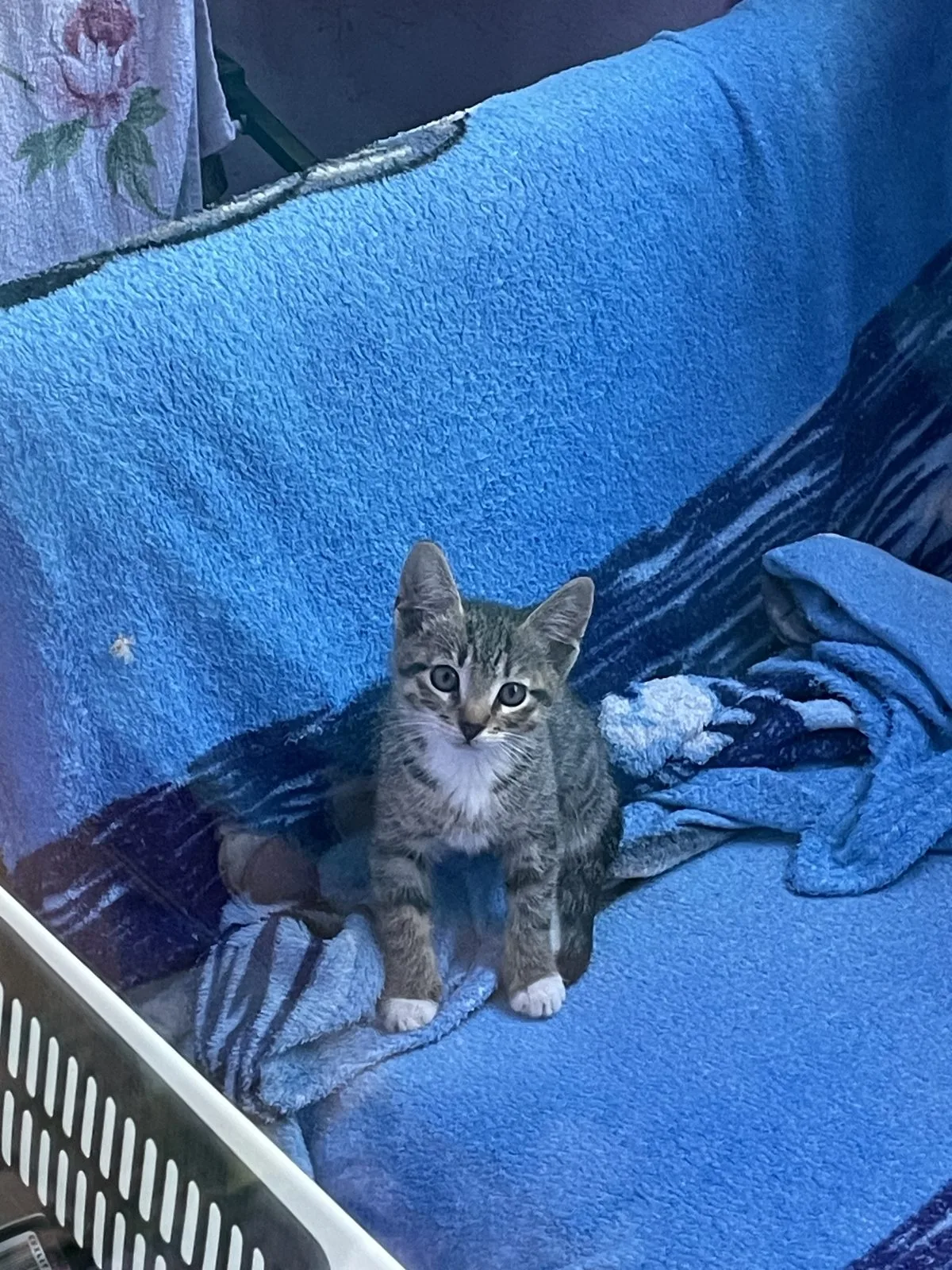 Найдена кошка в Вологде — фото питомца