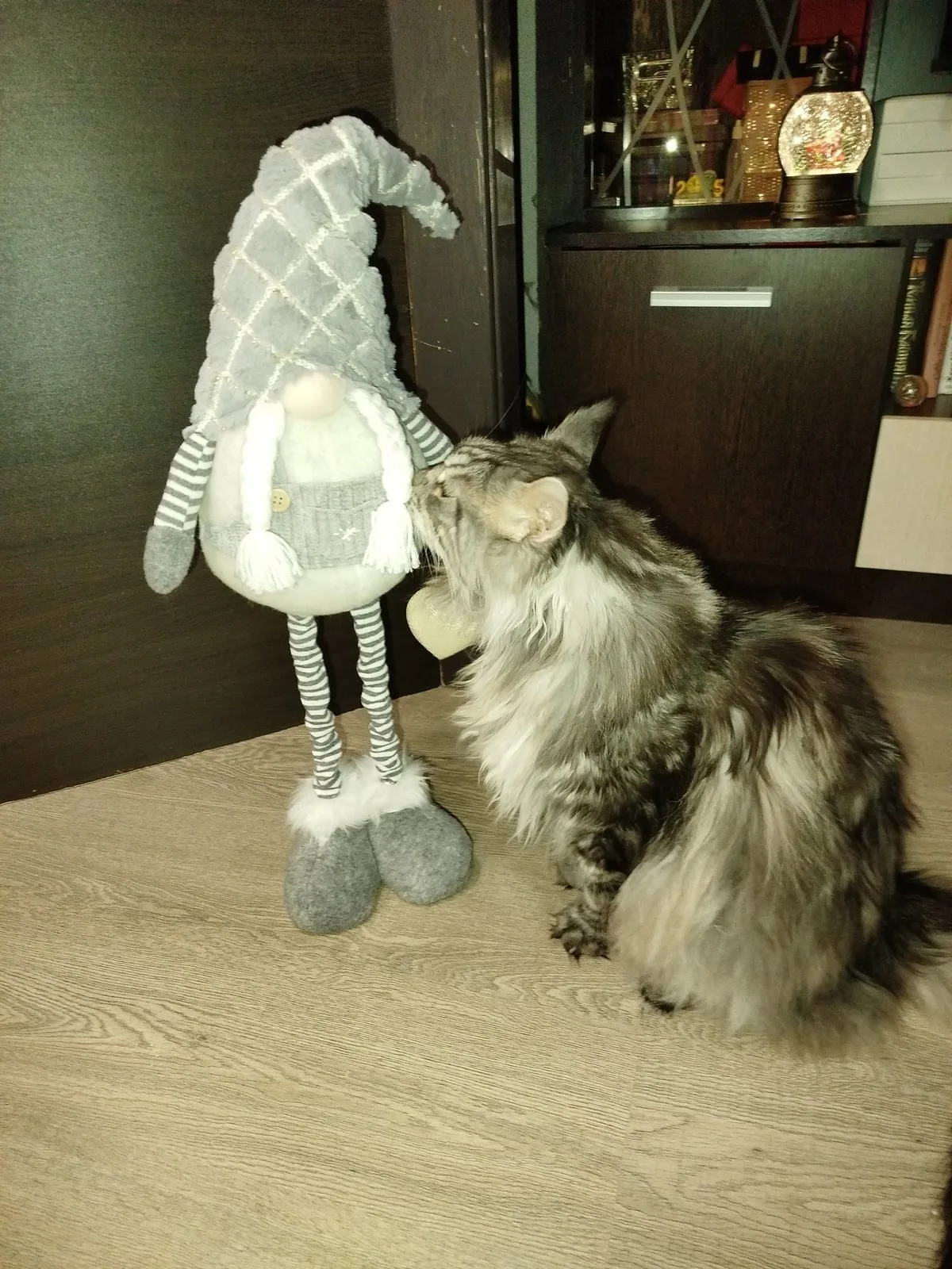 Пропала кошка в Иванове — фото питомца