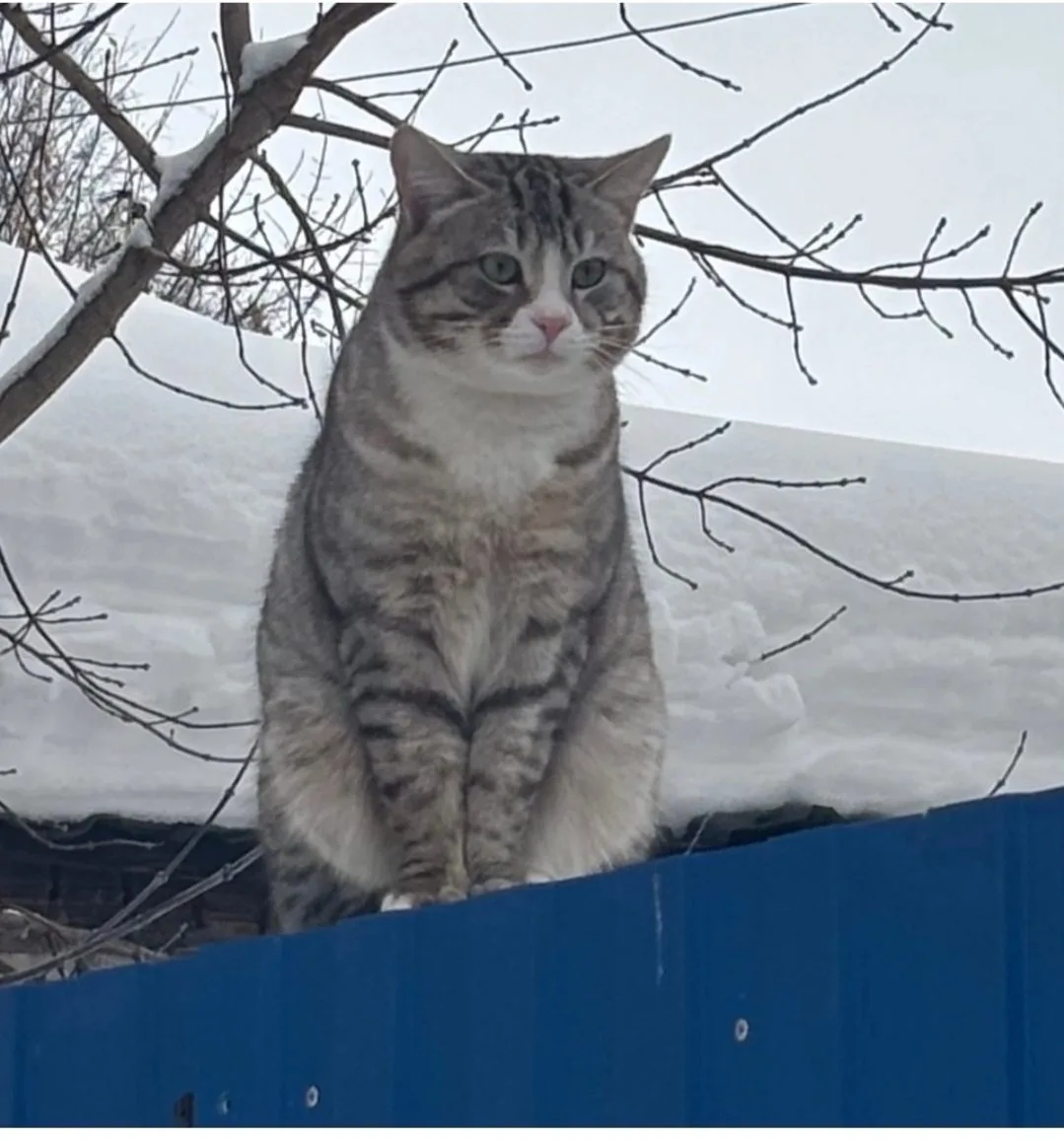 Пропала кошка в Иванове — фото питомца