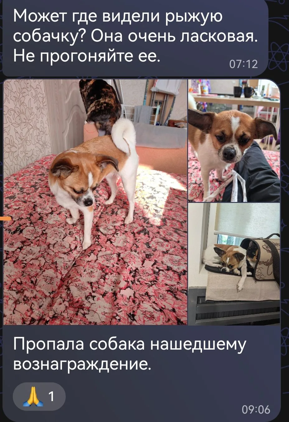 Пропала собака в Домодедове — фото питомца