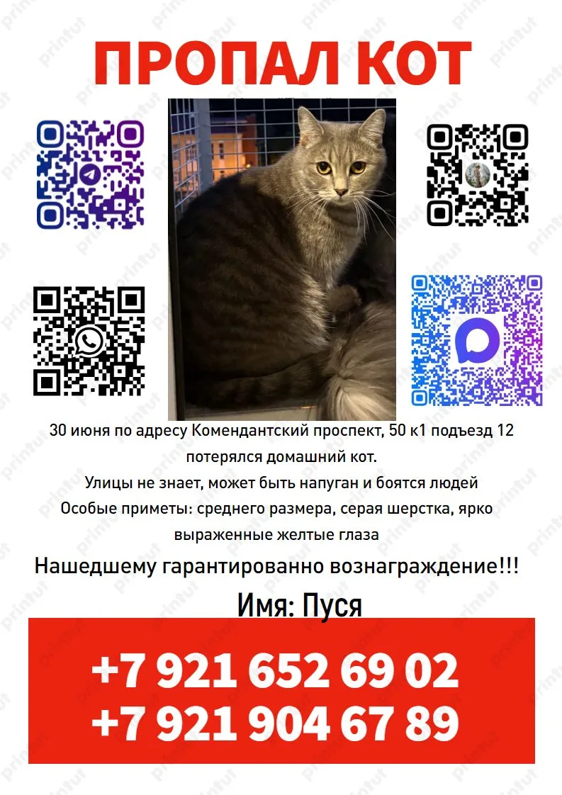 Пропала кошка в Санкт-Петербурге — фото питомца