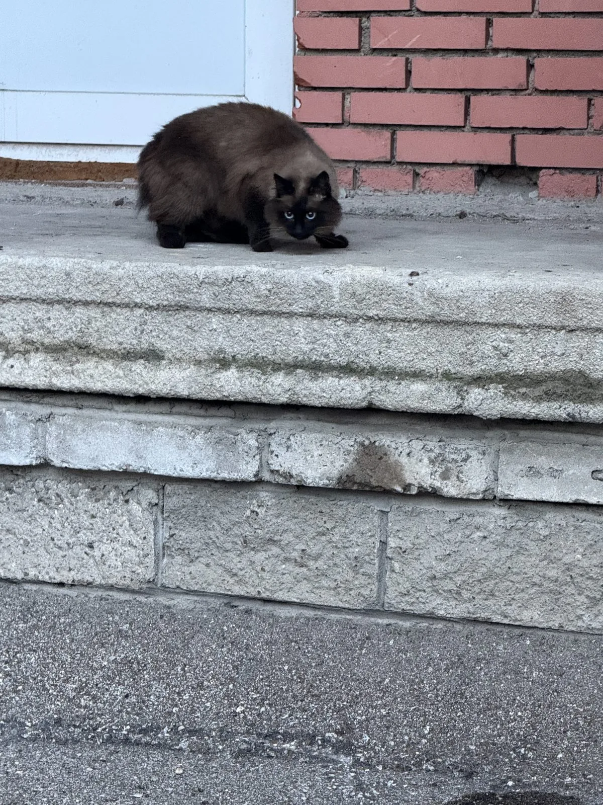 Найдена кошка в Уфе — фото питомца