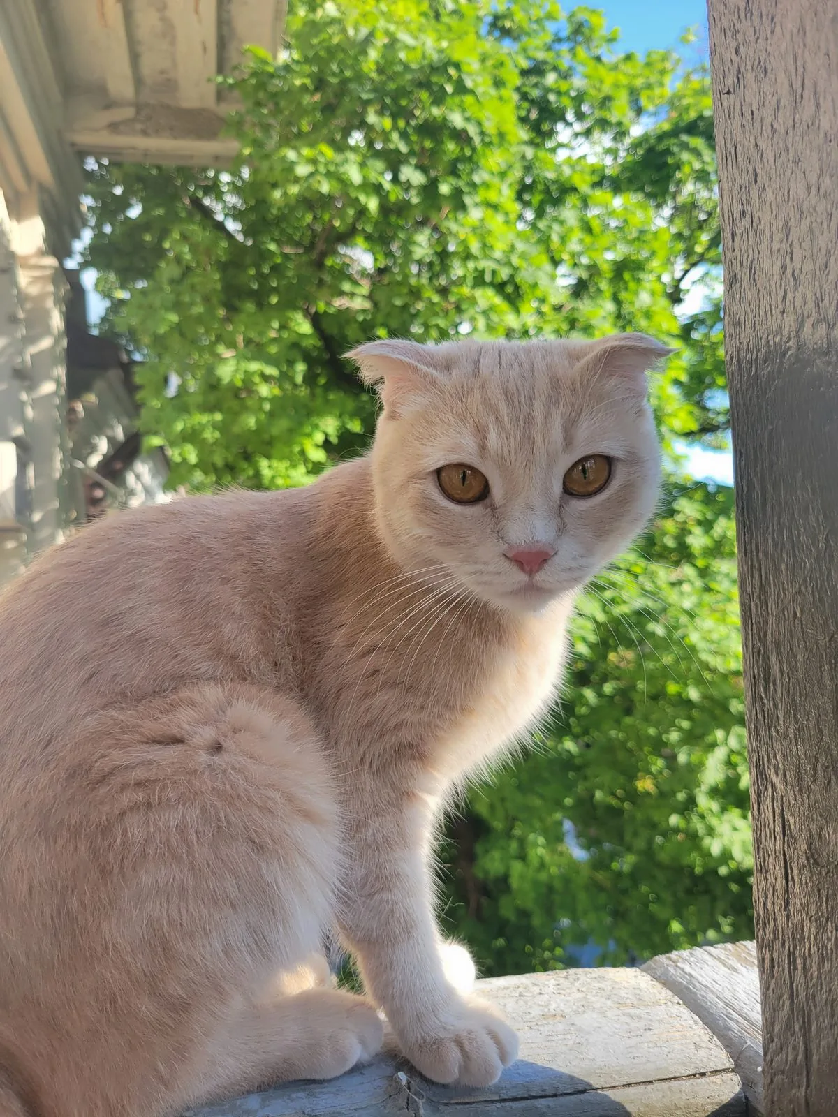 Пропала кошка в Ростове-на-Дону — фото питомца
